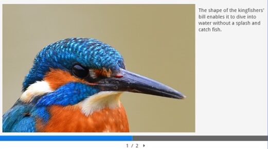 A close-up photograph of a kingfisher's head.